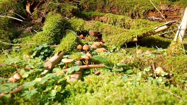 1709184676540_mushrooms_-_27082-360p-